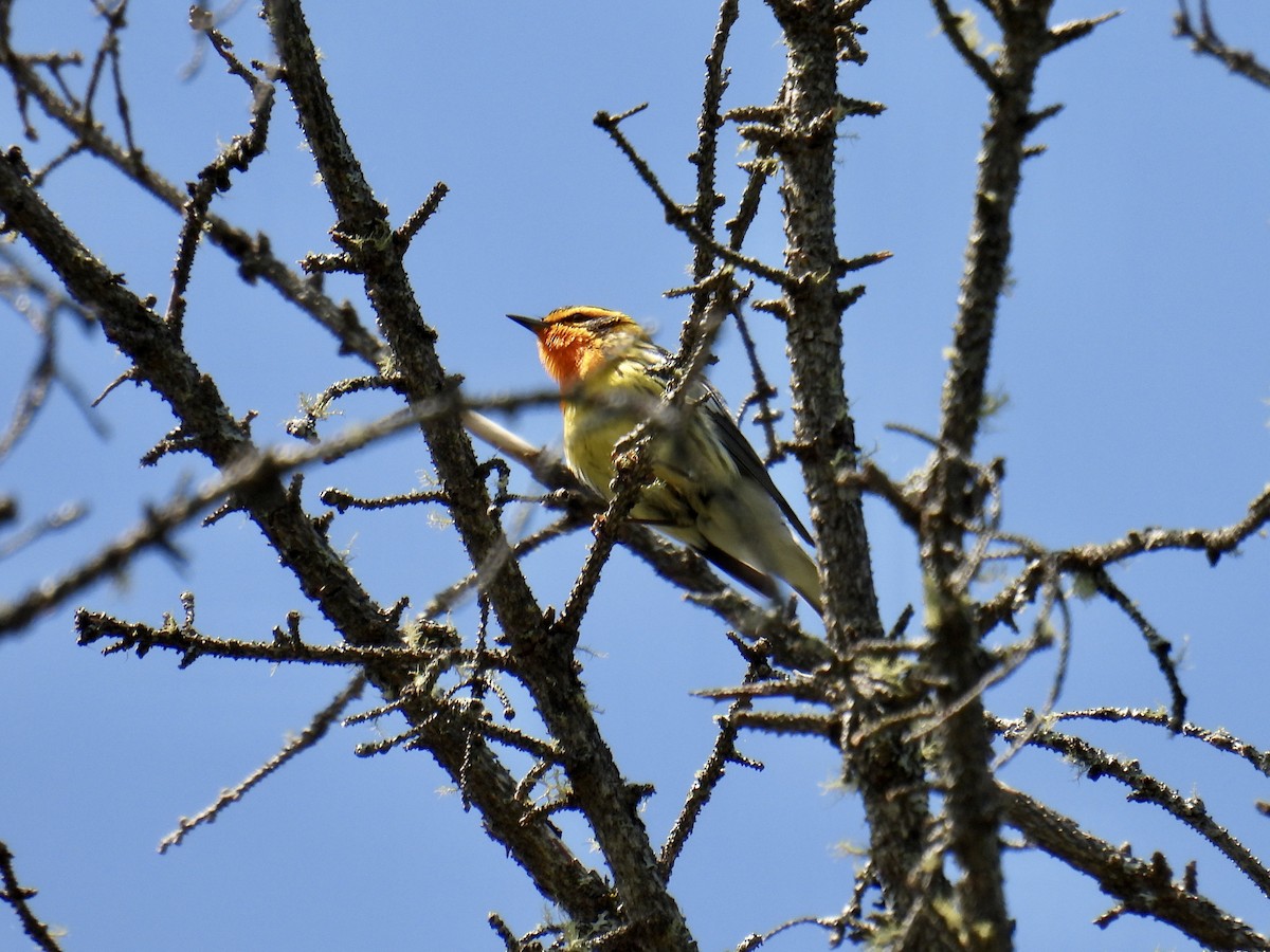 Blackburnian Warbler - Jeanne Tucker