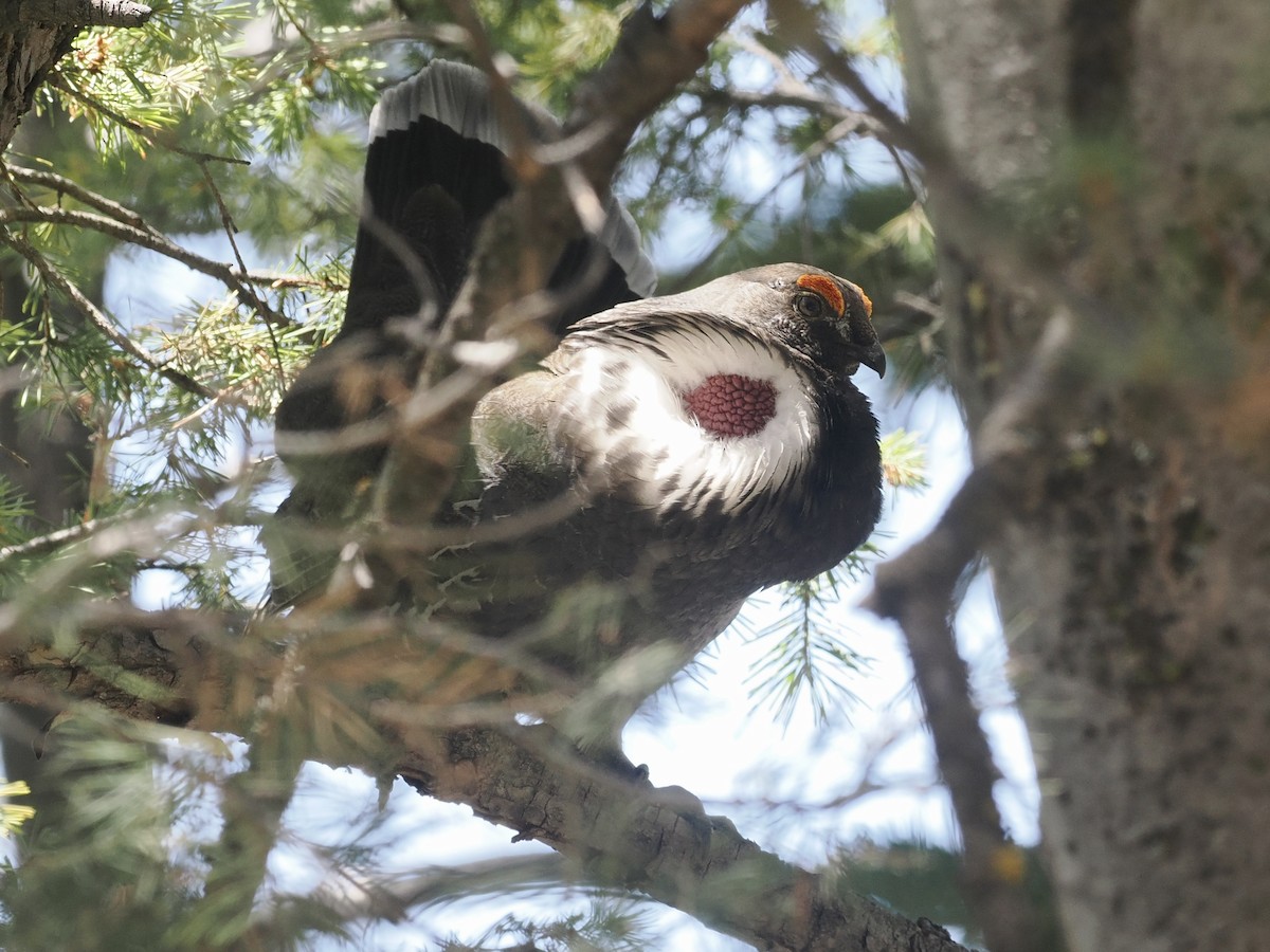 Dusky Grouse - Bob Foehring