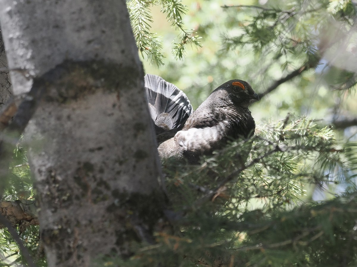 Dusky Grouse - Bob Foehring