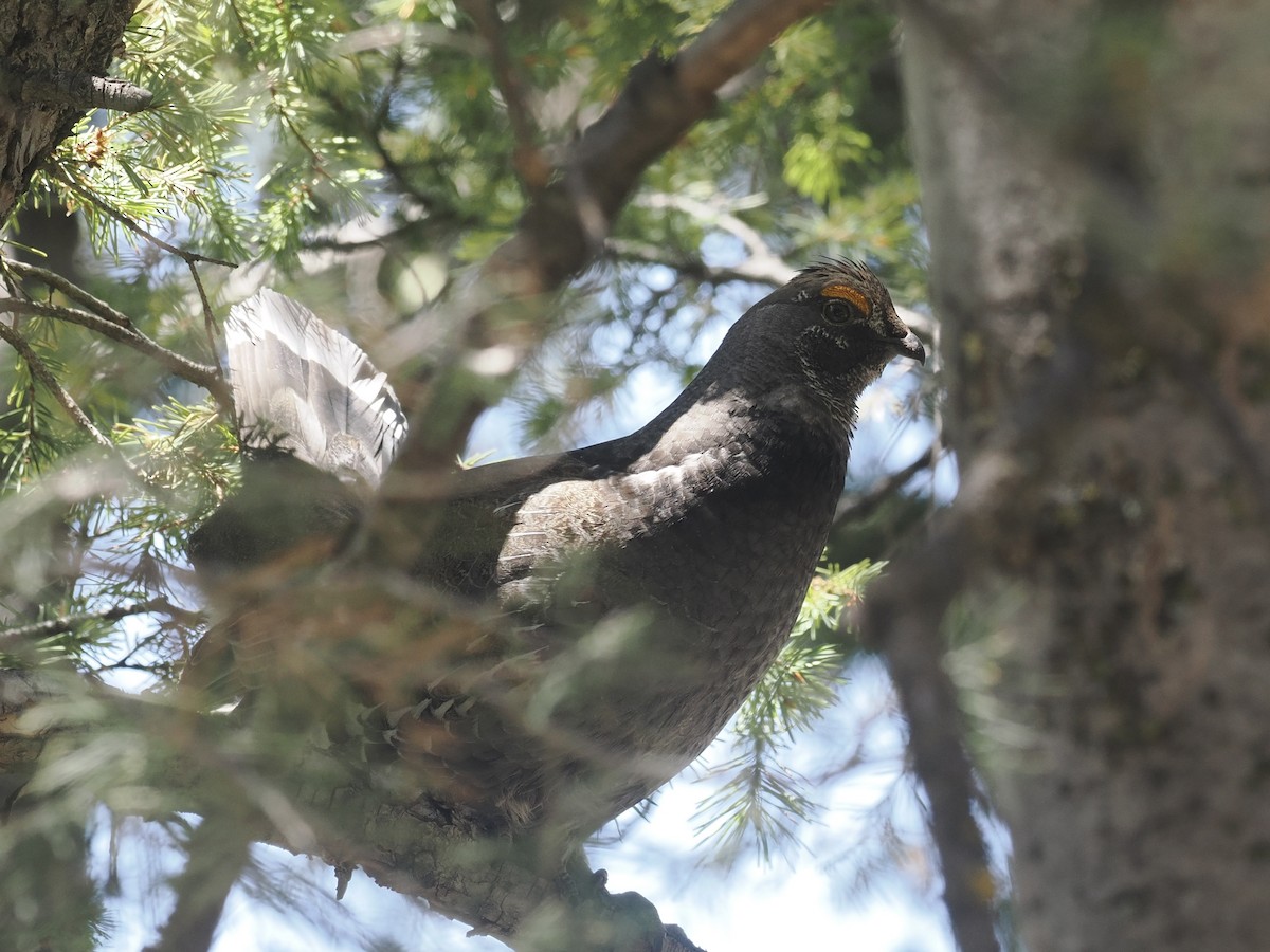 Dusky Grouse - Bob Foehring