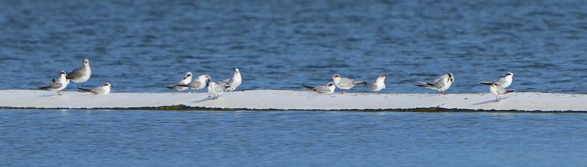 Forster's Tern - Dave Bowman