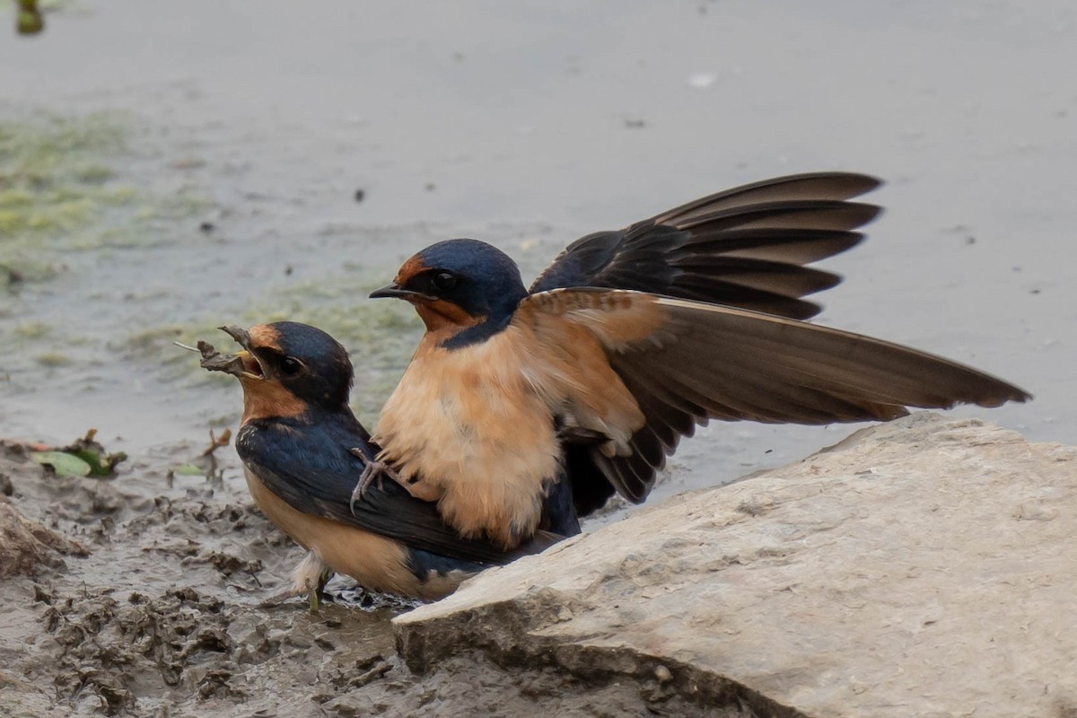 Barn Swallow - Thomas Van Huss