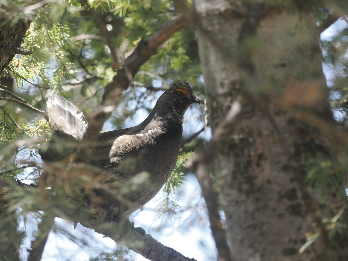 Dusky Grouse - Bob Foehring