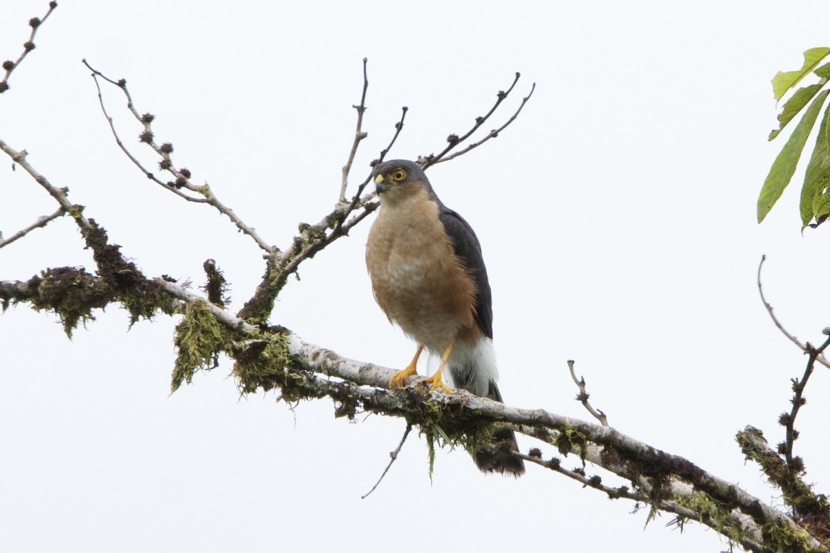 Sharp-shinned Hawk - Jhonny Aldaz