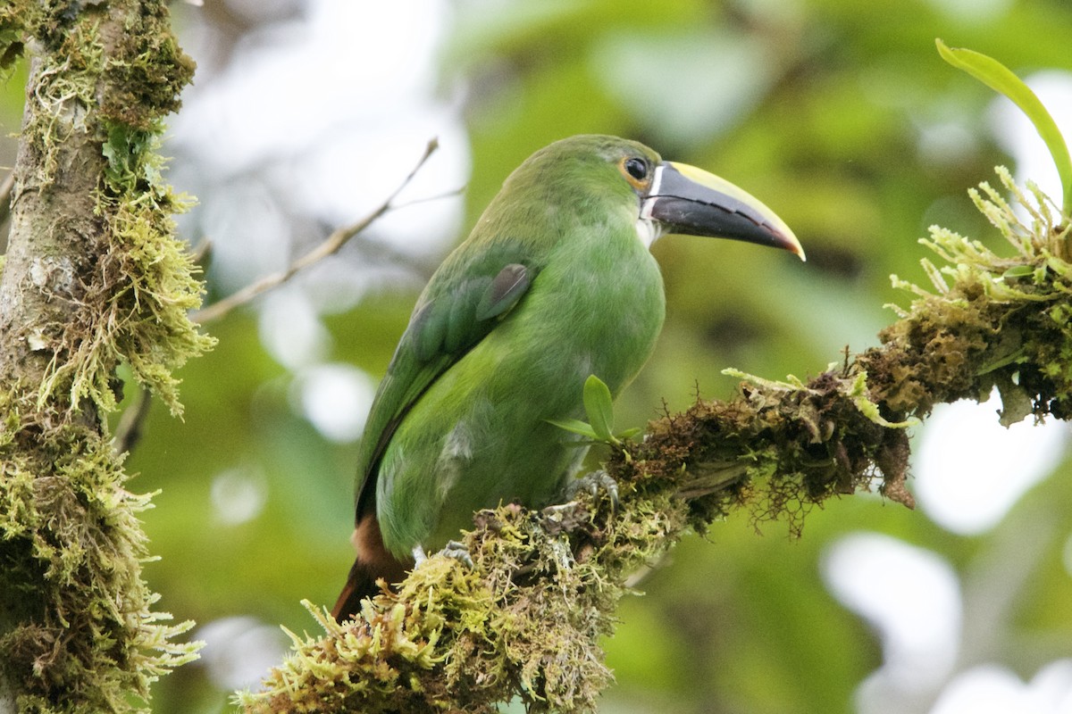 Toucanet à gorge blanche - ML619459577