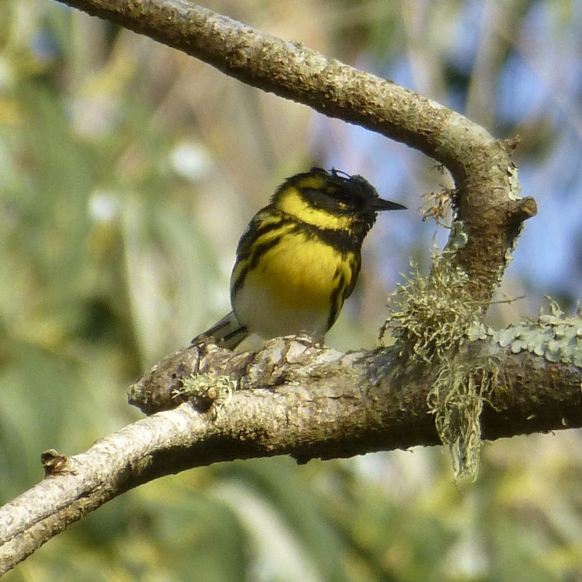 Townsend's Warbler - Anonymous