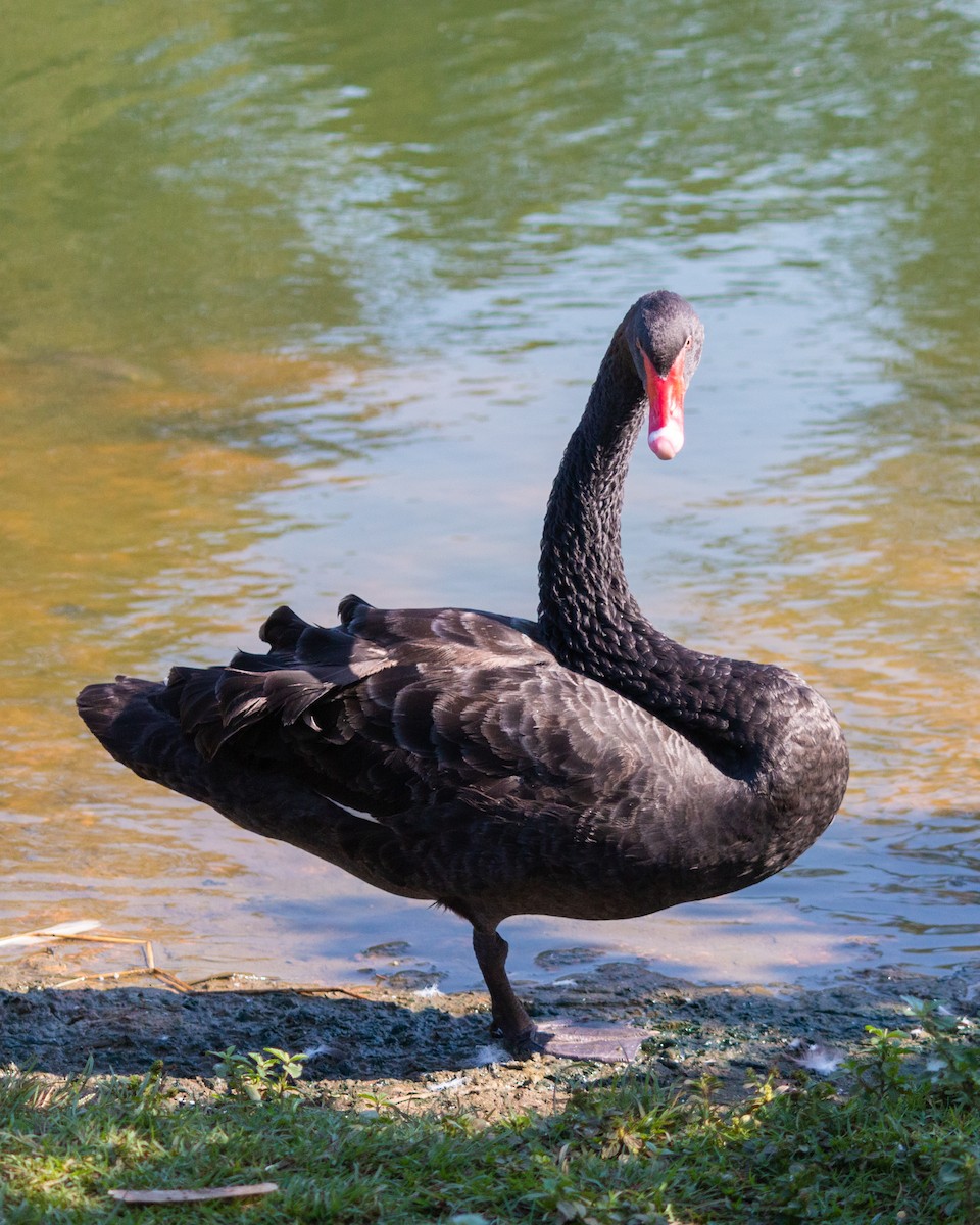 Black Swan - Felipe Gulin