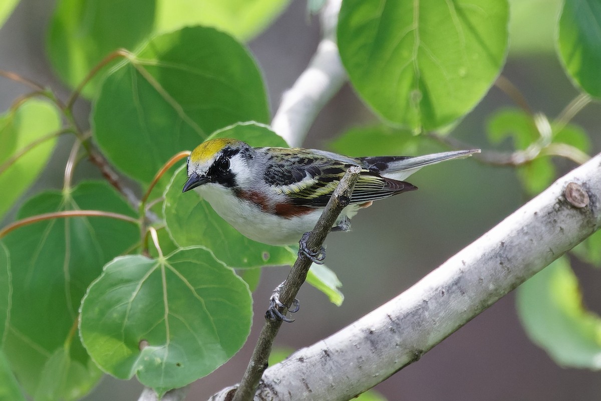 Chestnut-sided Warbler - Mike Van Norman