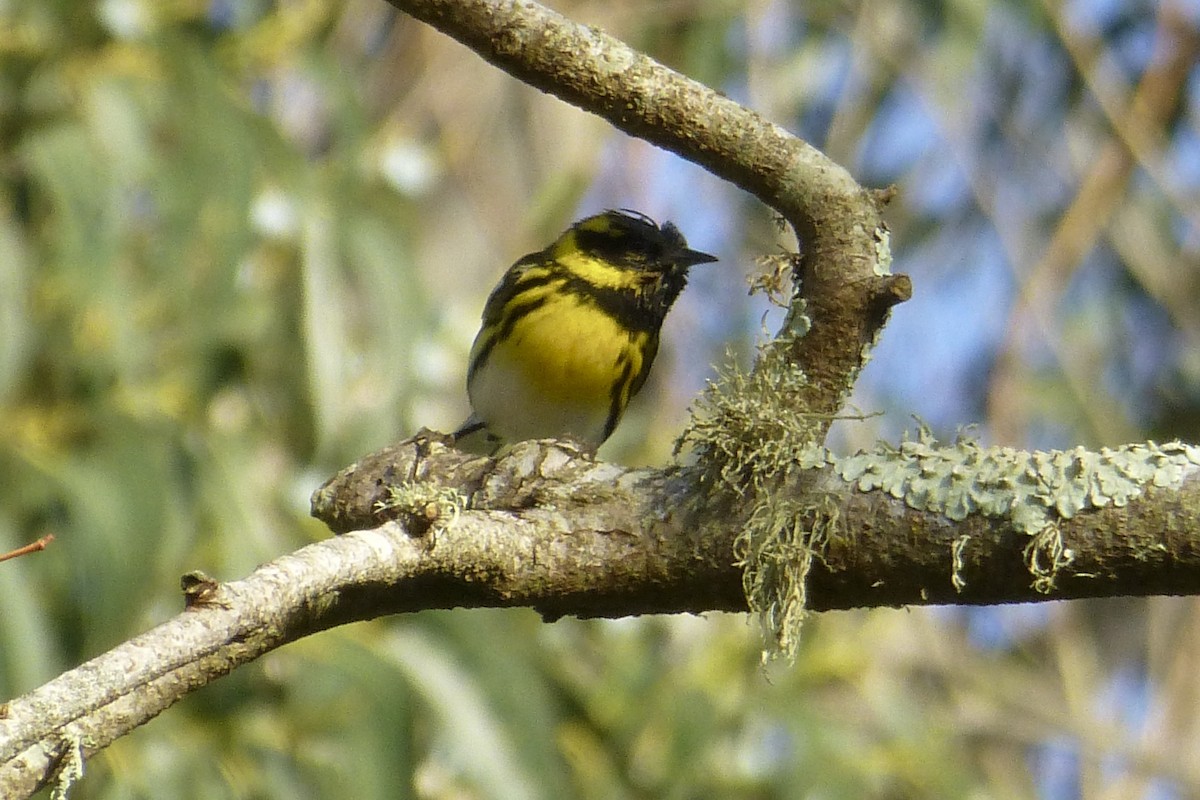 Townsend's Warbler - Anonymous