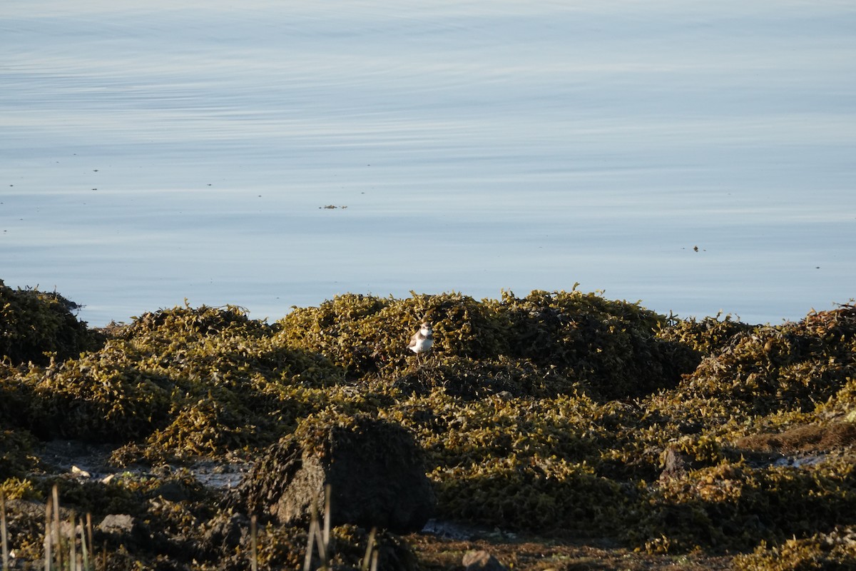 Semipalmated Plover - Joseph Olson