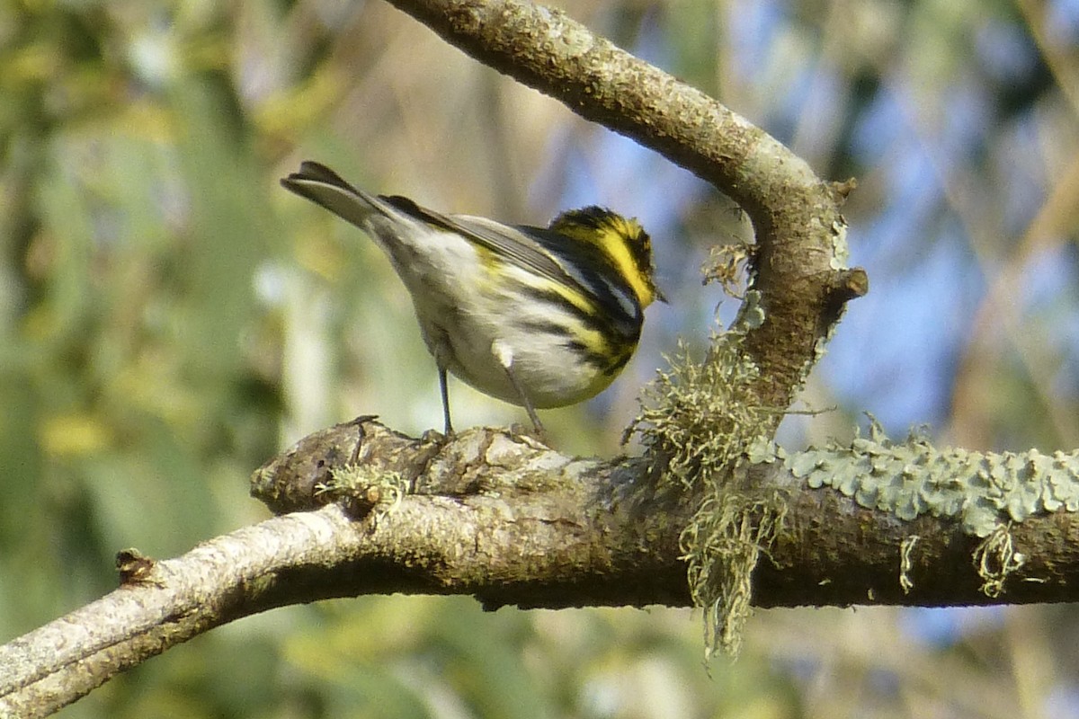 Townsend's Warbler - Anonymous