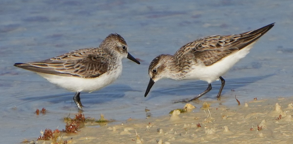 Semipalmated Sandpiper - Dave Bowman