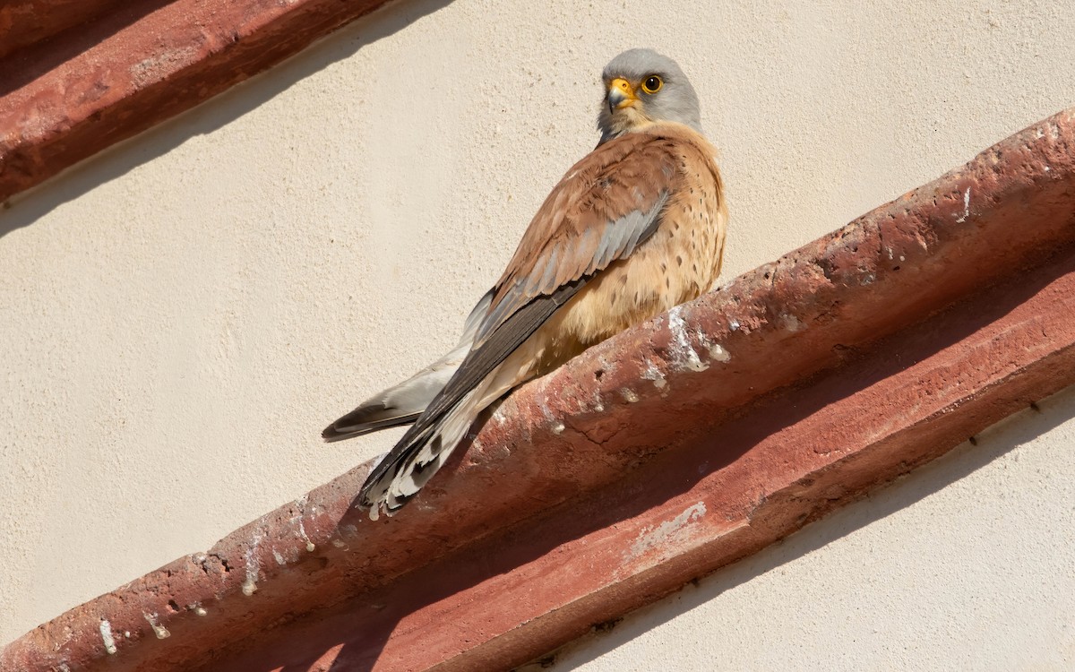 Lesser Kestrel - Andrés  Rojas Sánchez