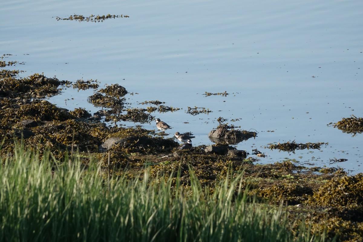 Semipalmated Plover - Joseph Olson