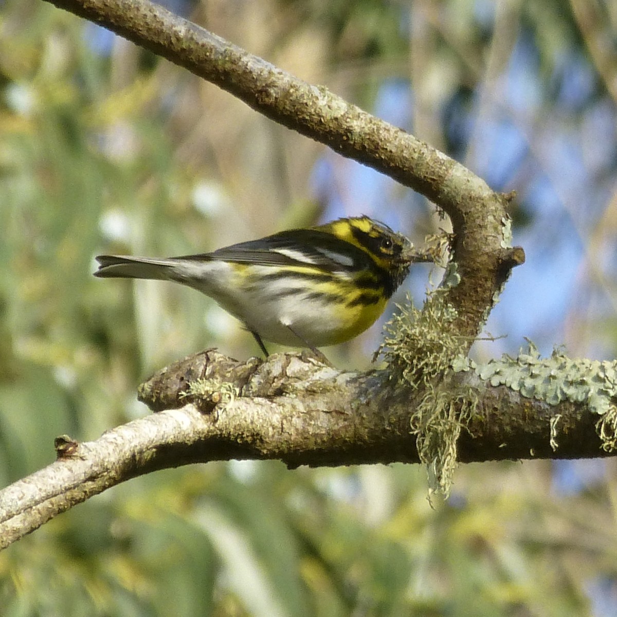 Townsend's Warbler - Anonymous