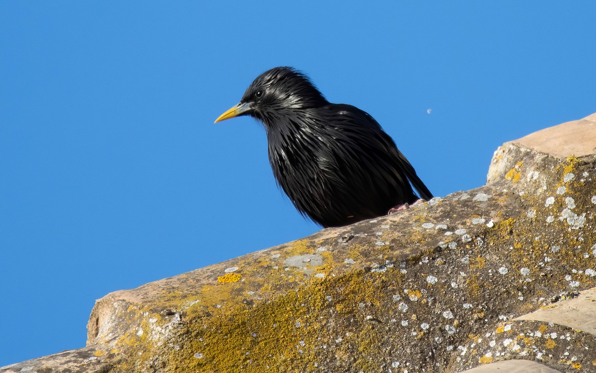 Spotless Starling - Andrés  Rojas Sánchez