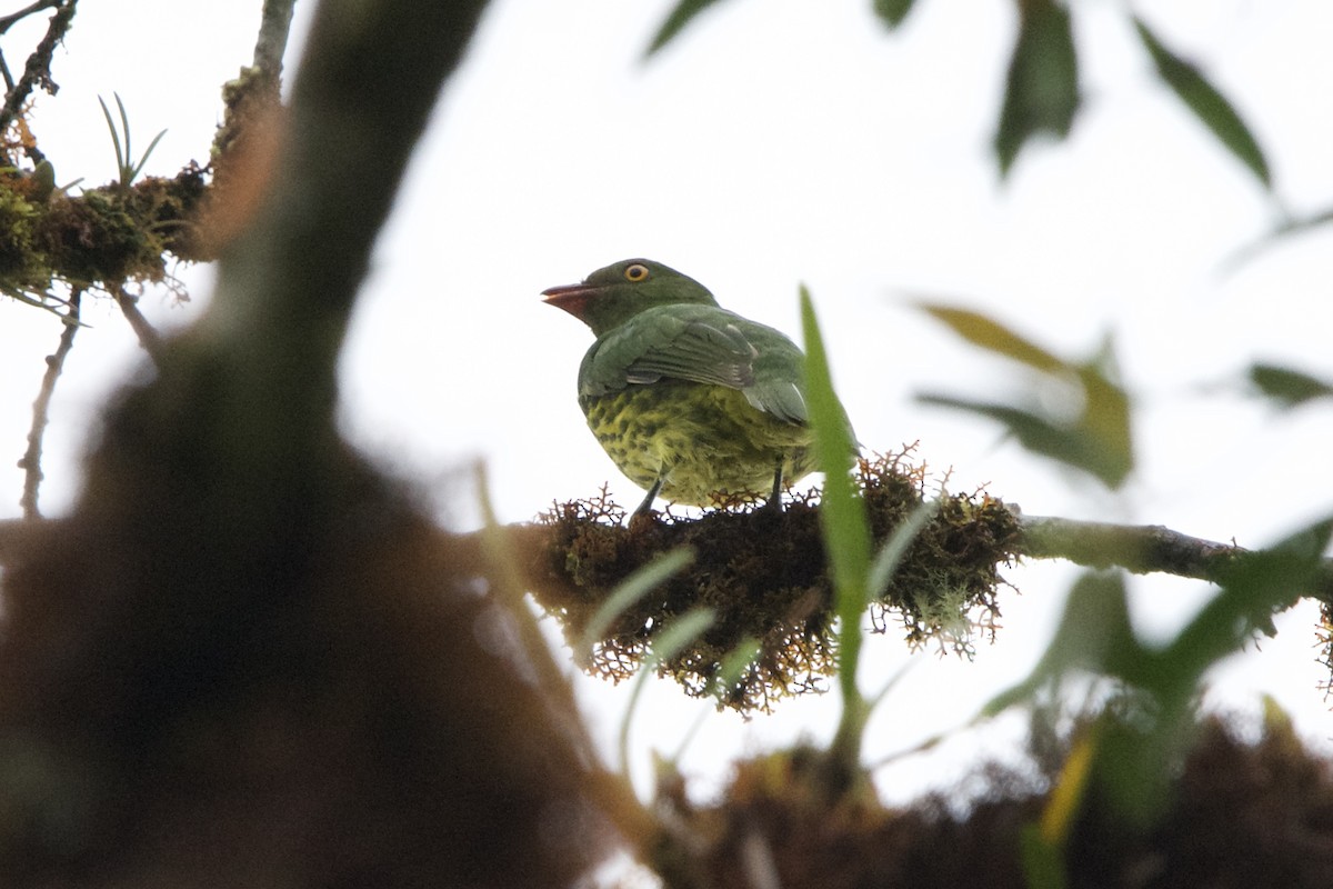 Cotinga de Lubomirsk - ML619459602