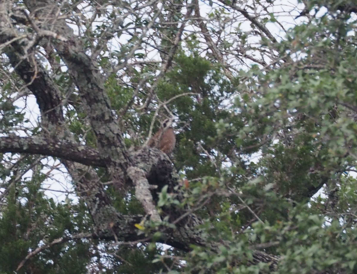 Northern Bobwhite - ML619459605