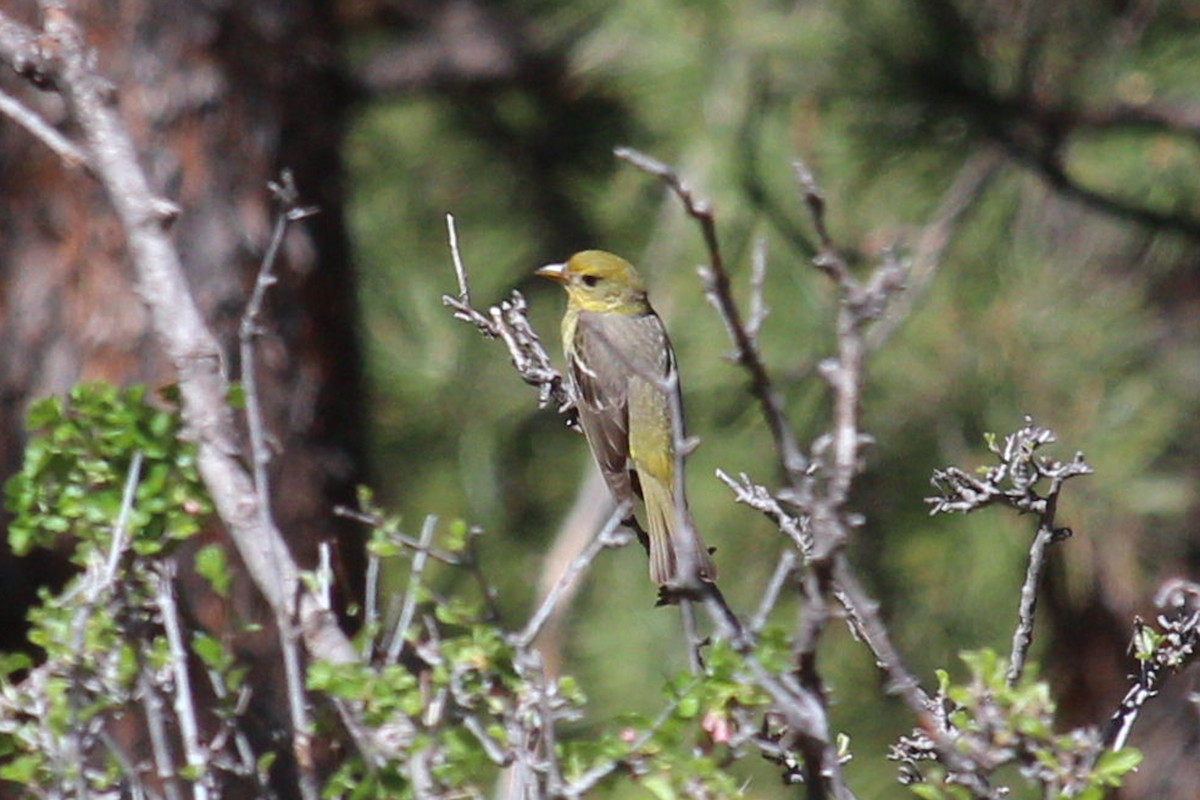 Western Tanager - Jerry FlyBird