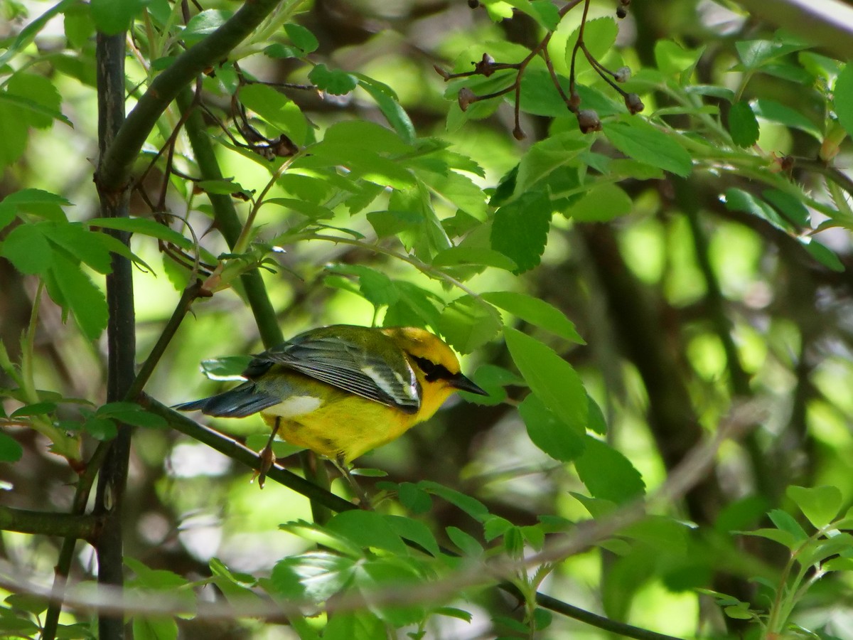 Blue-winged Warbler - Bob Izumi