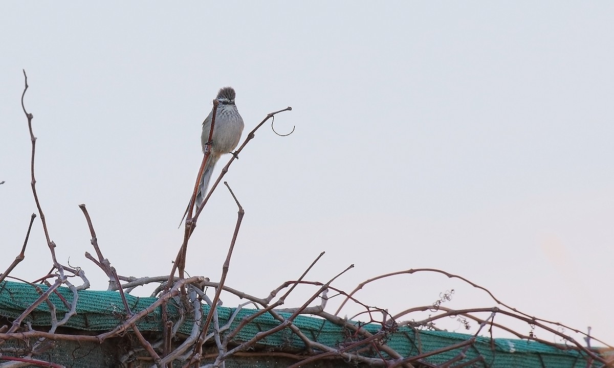 Plain-mantled Tit-Spinetail - Adrián Braidotti