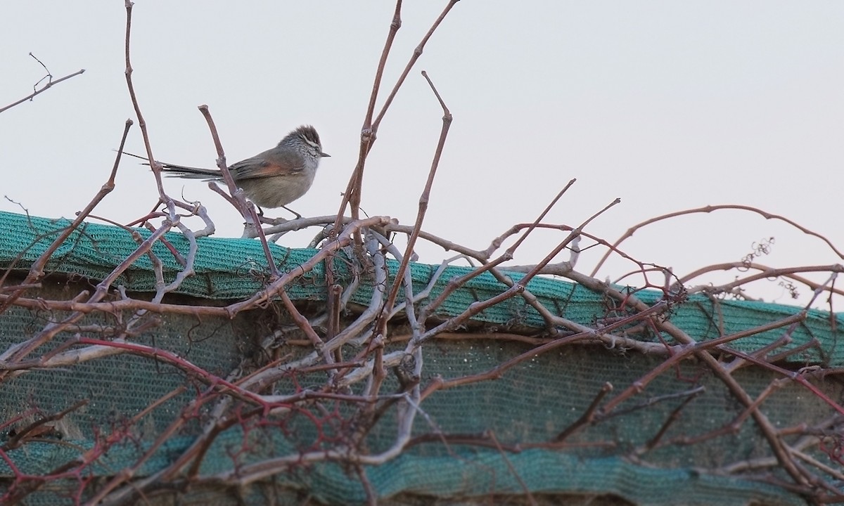 Plain-mantled Tit-Spinetail - Adrián Braidotti