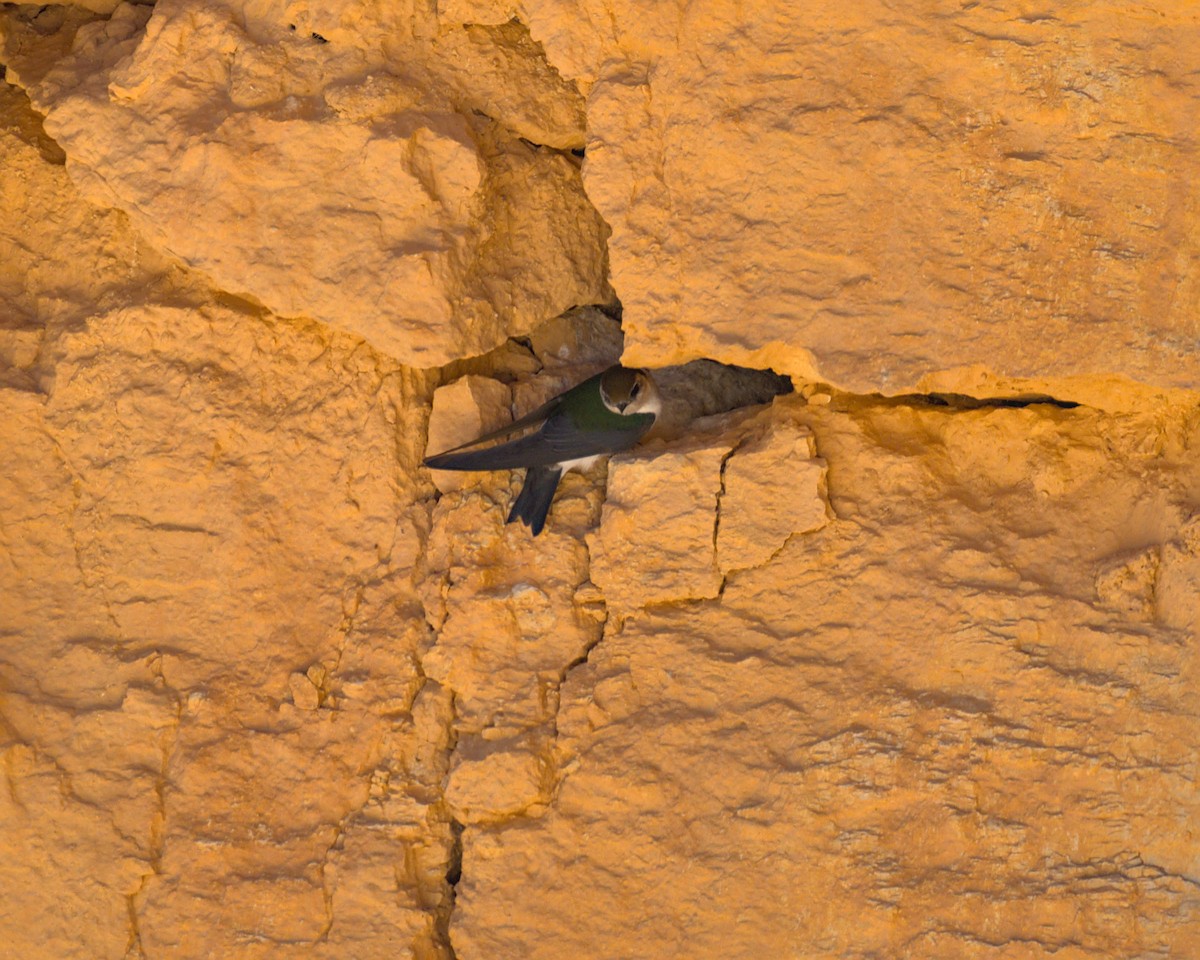 Violet-green Swallow - Bartholomew Birdee