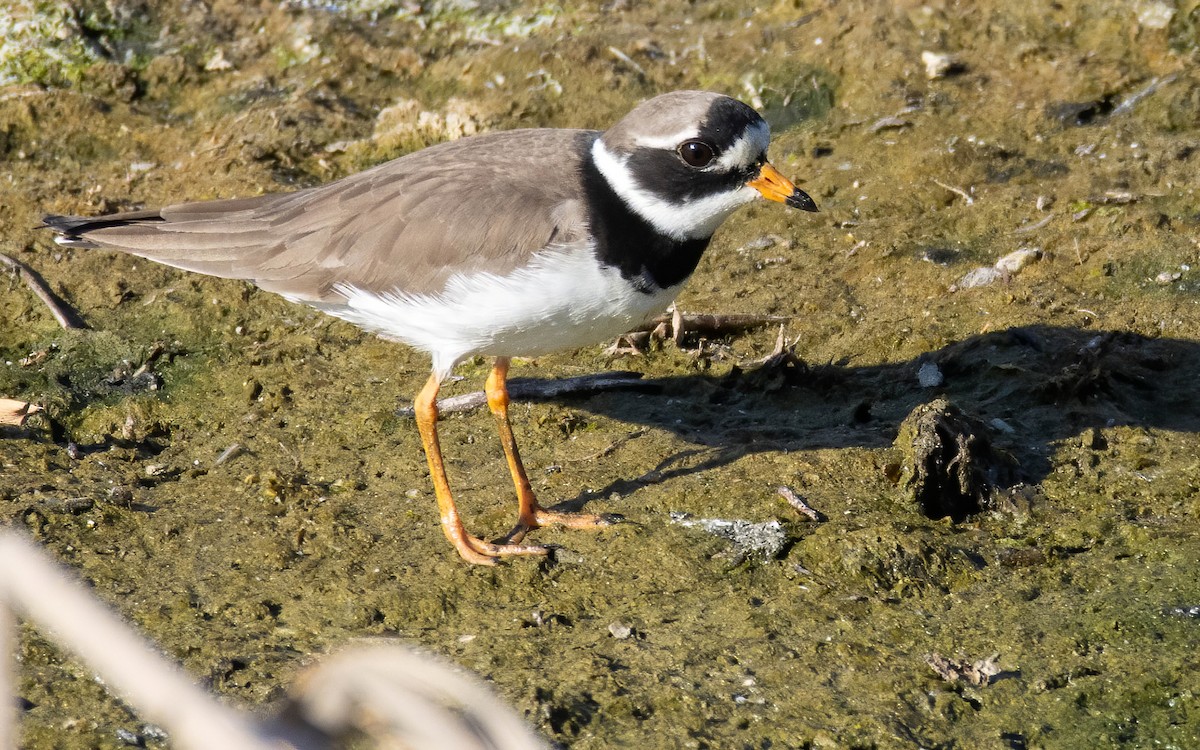 Common Ringed Plover - Andrés  Rojas Sánchez