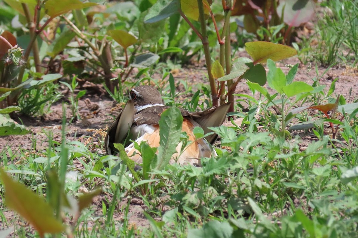 Killdeer - Cindy Edwardson