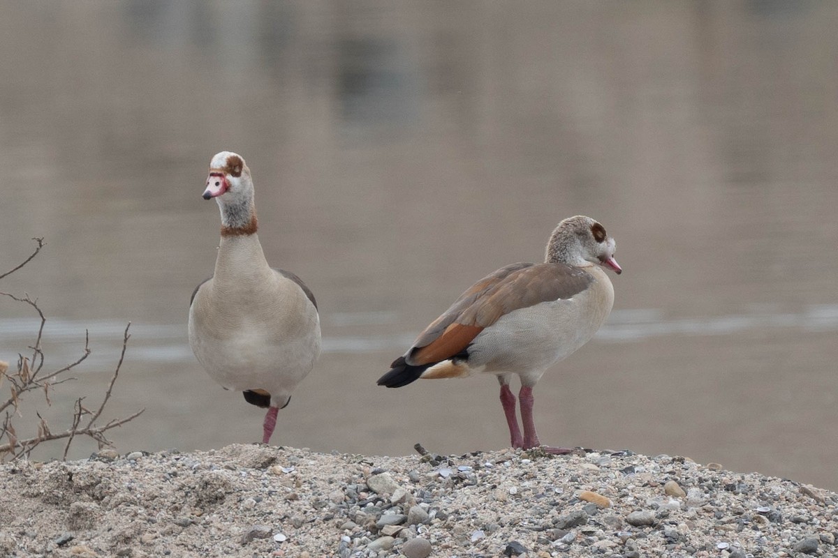 Egyptian Goose - Thomas Van Huss