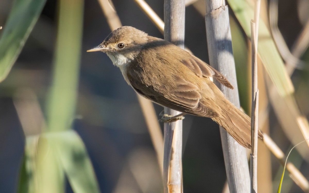 Common Reed Warbler - Andrés  Rojas Sánchez