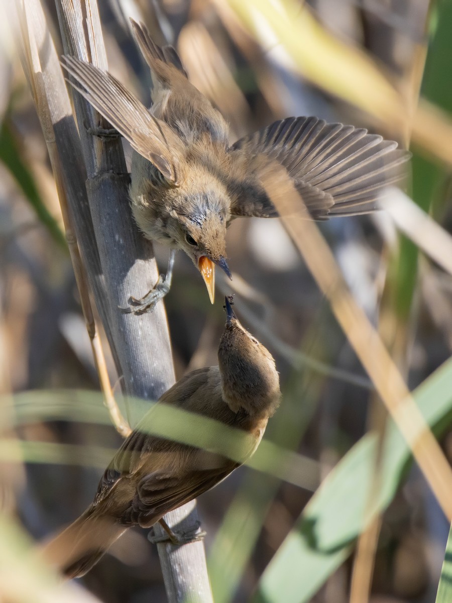 Common Reed Warbler - Andrés  Rojas Sánchez