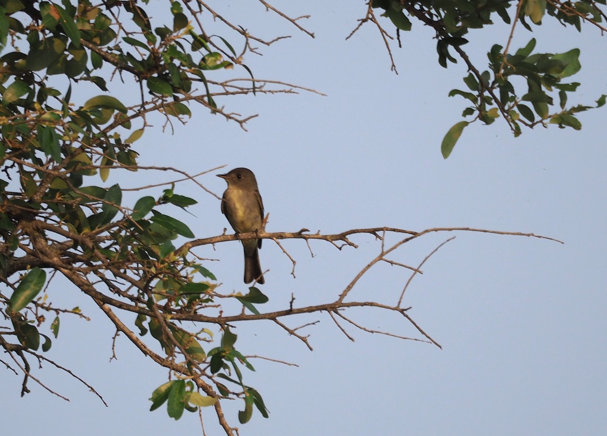 Eastern Wood-Pewee - ML619459639