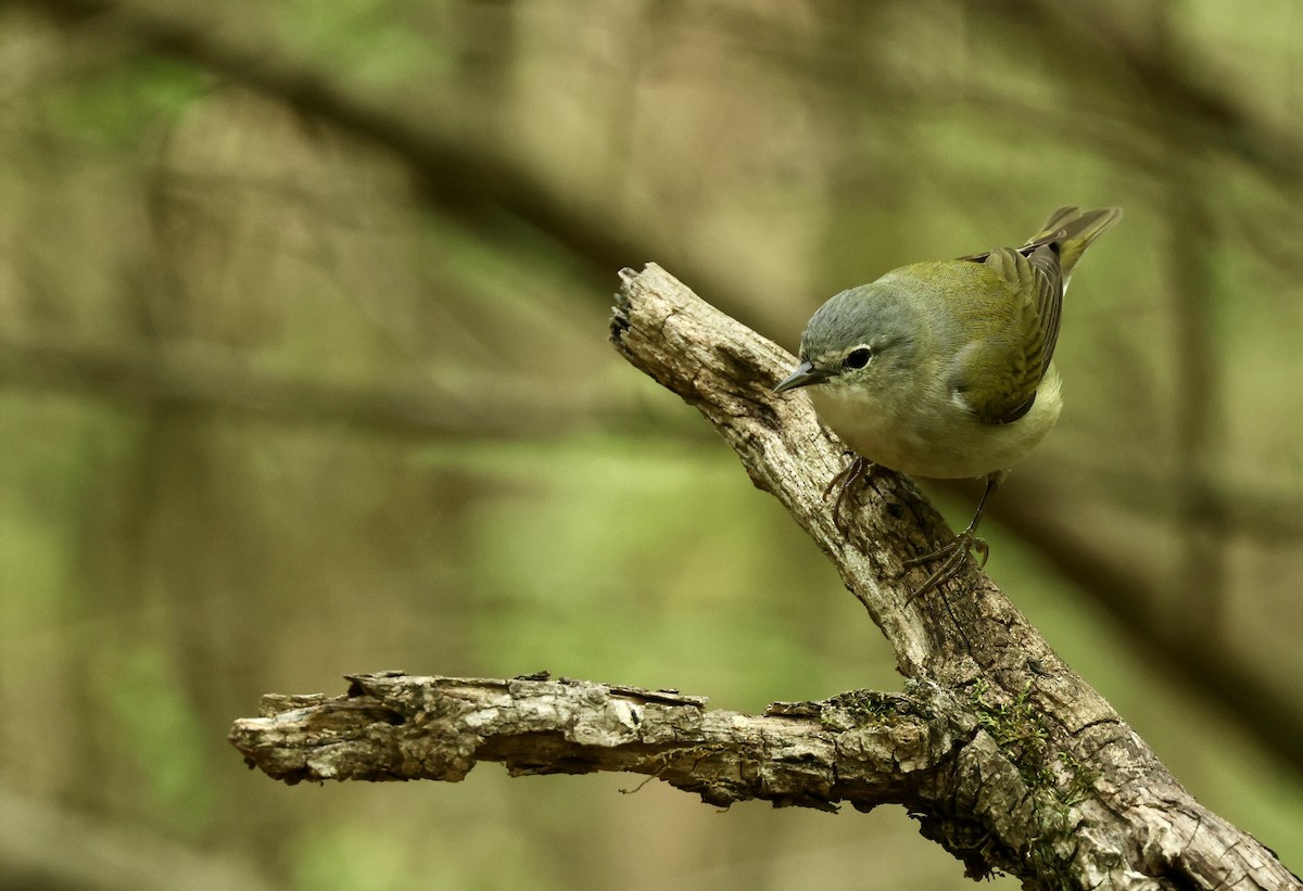 Tennessee Warbler - Grace Simms  🐦‍⬛