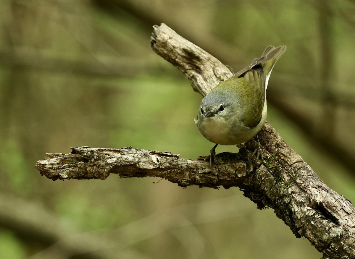 Tennessee Warbler - Grace Simms  🐦‍⬛