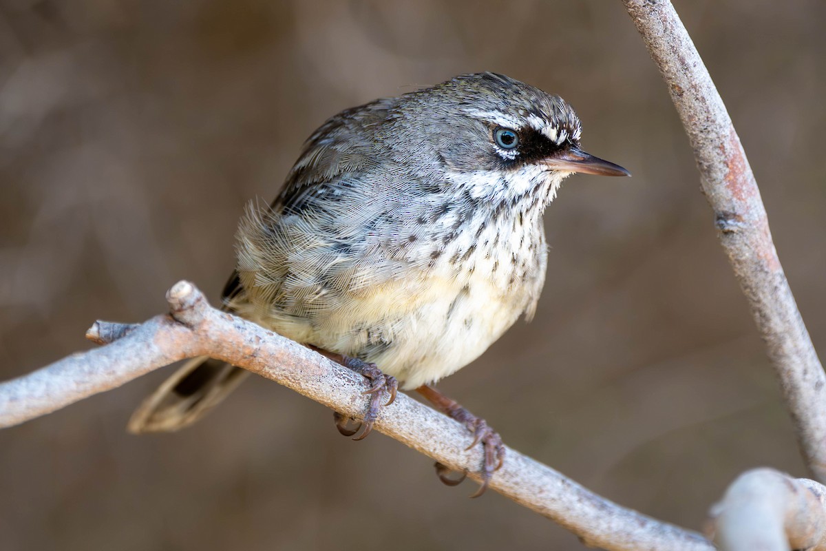 Spotted Scrubwren - ML619459648