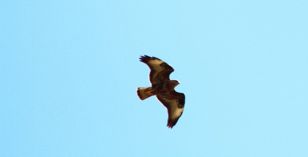 Common Buzzard - Carlos Figueiredo