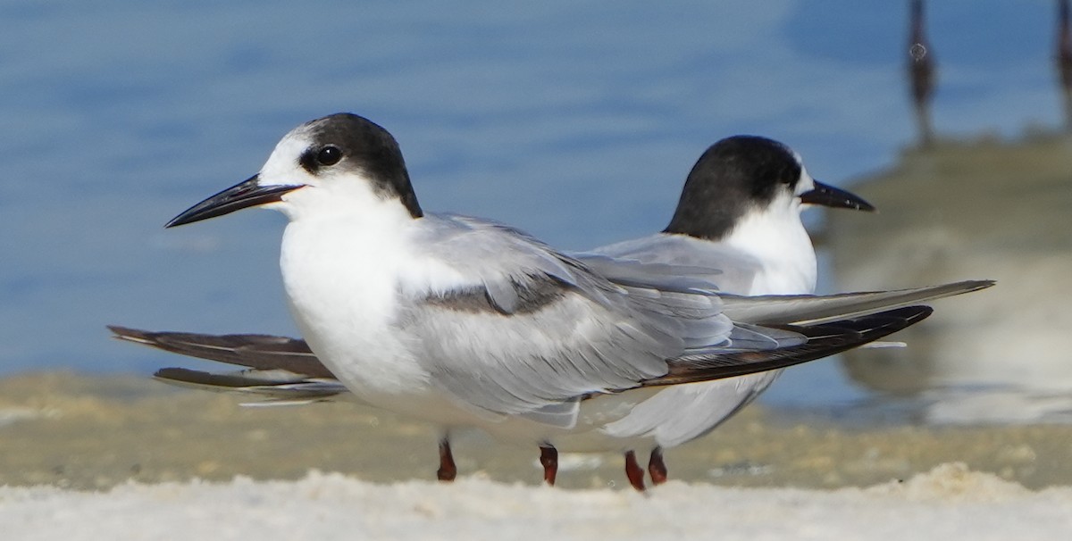 Common Tern - Dave Bowman