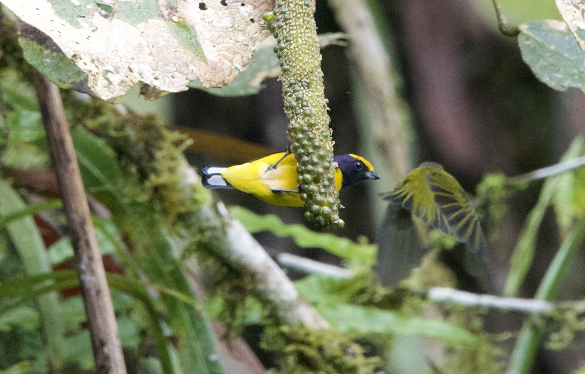 Orange-bellied Euphonia - ML619459655