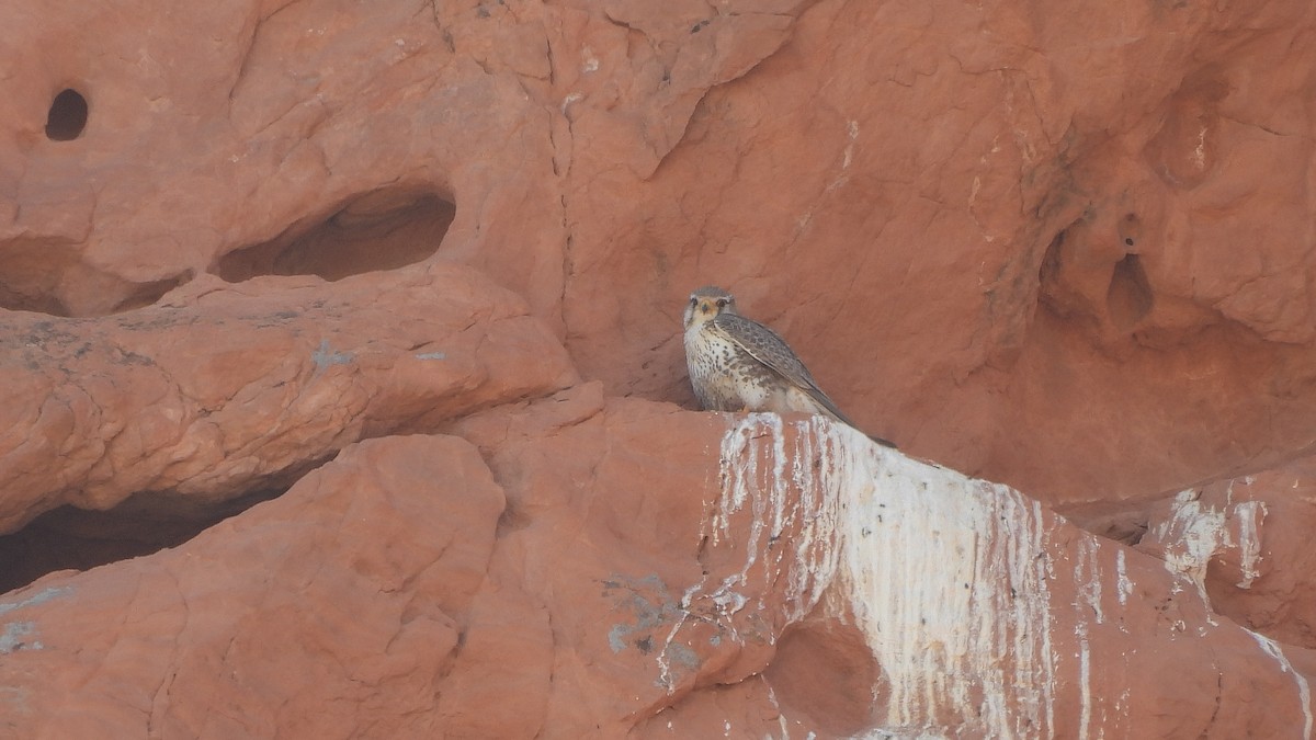 Prairie Falcon - Travis Young