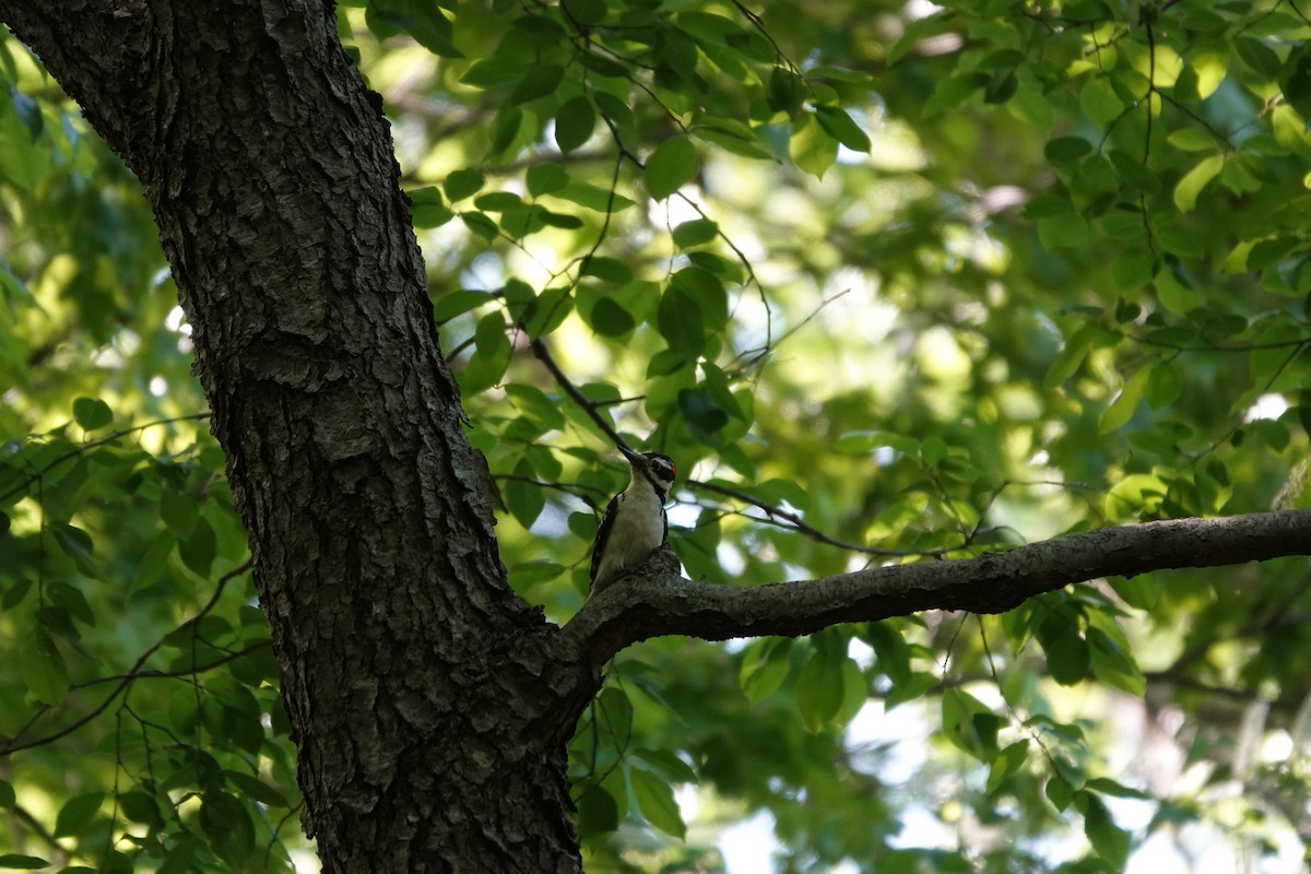 Hairy Woodpecker - Joseph Olson