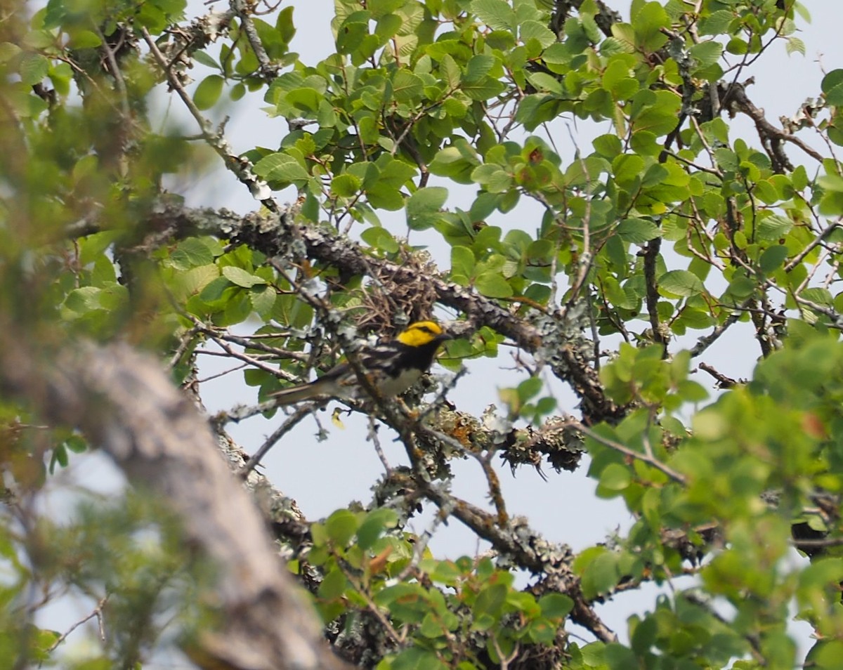 Golden-cheeked Warbler - Doray Lendacky