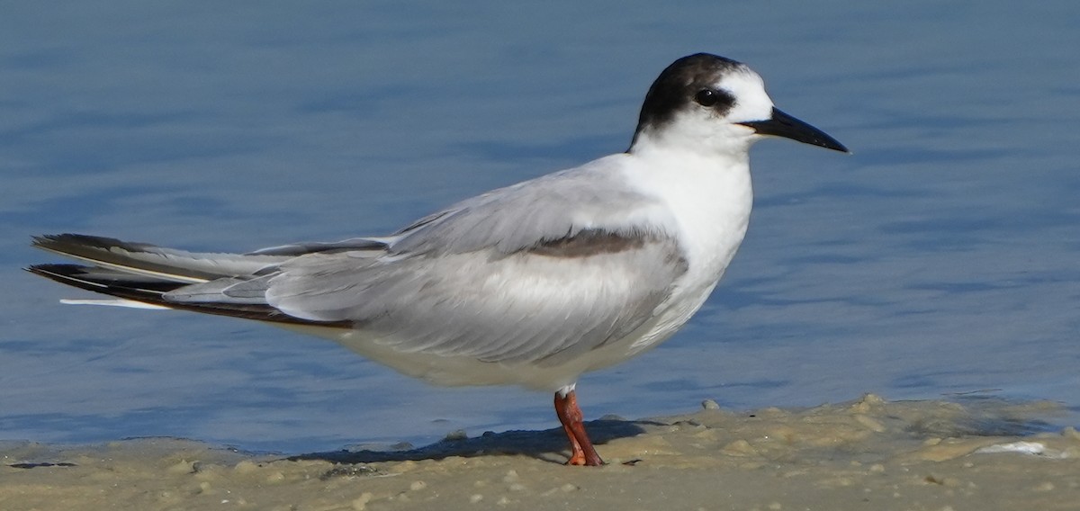 Common Tern - Dave Bowman