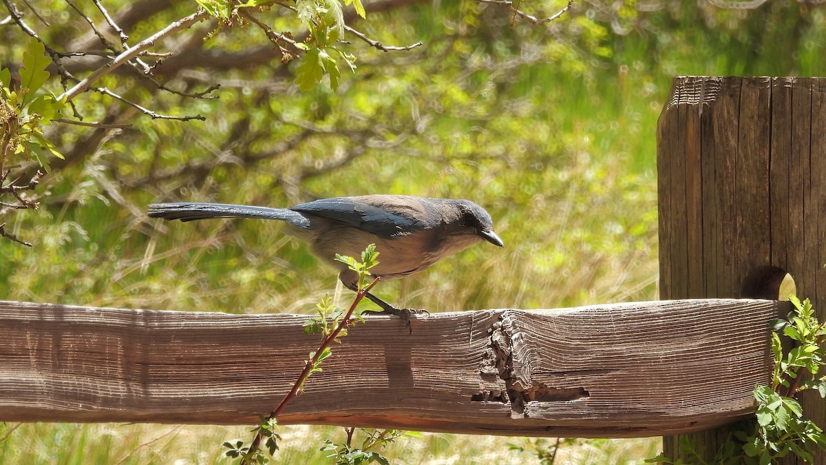 Woodhouse's Scrub-Jay - Travis Young