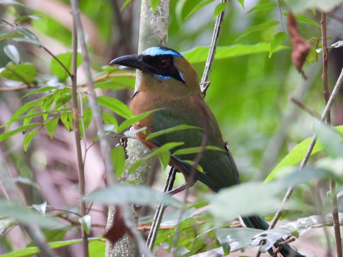 Whooping Motmot - Alejandra Pons