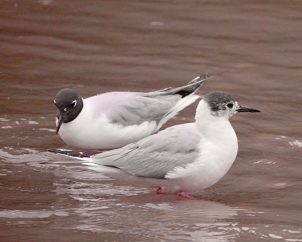 Bonaparte's Gull - maxine reid