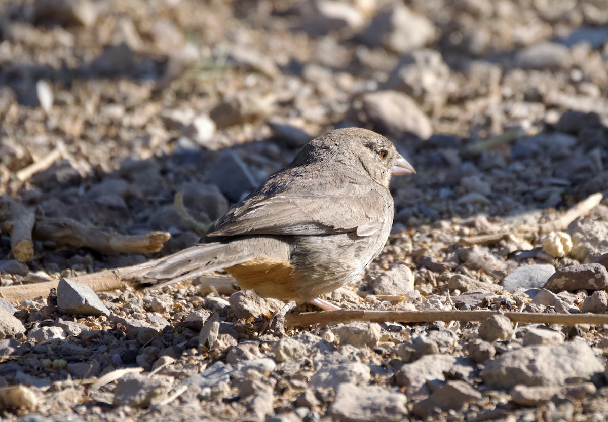 Canyon Towhee - Pauline Yeckley