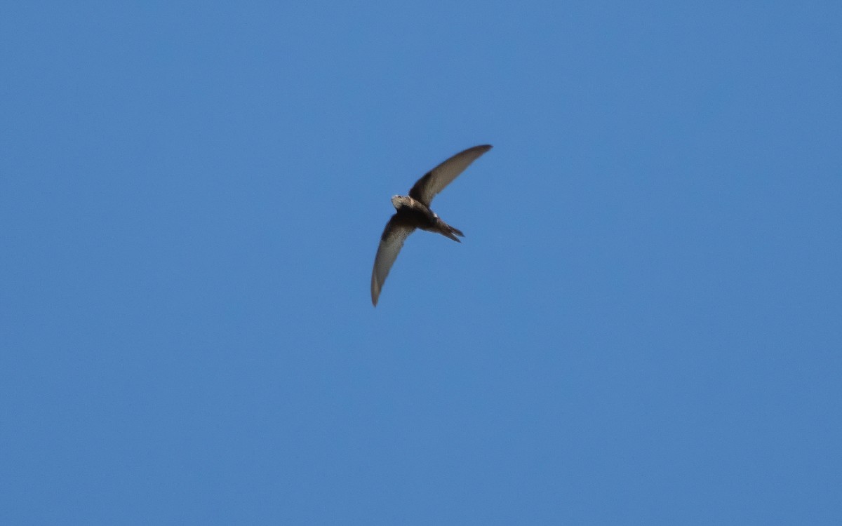 Common Swift - ML619459678