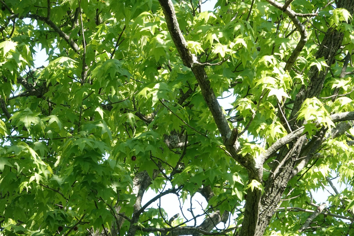 Blue-gray Gnatcatcher - Joseph Olson