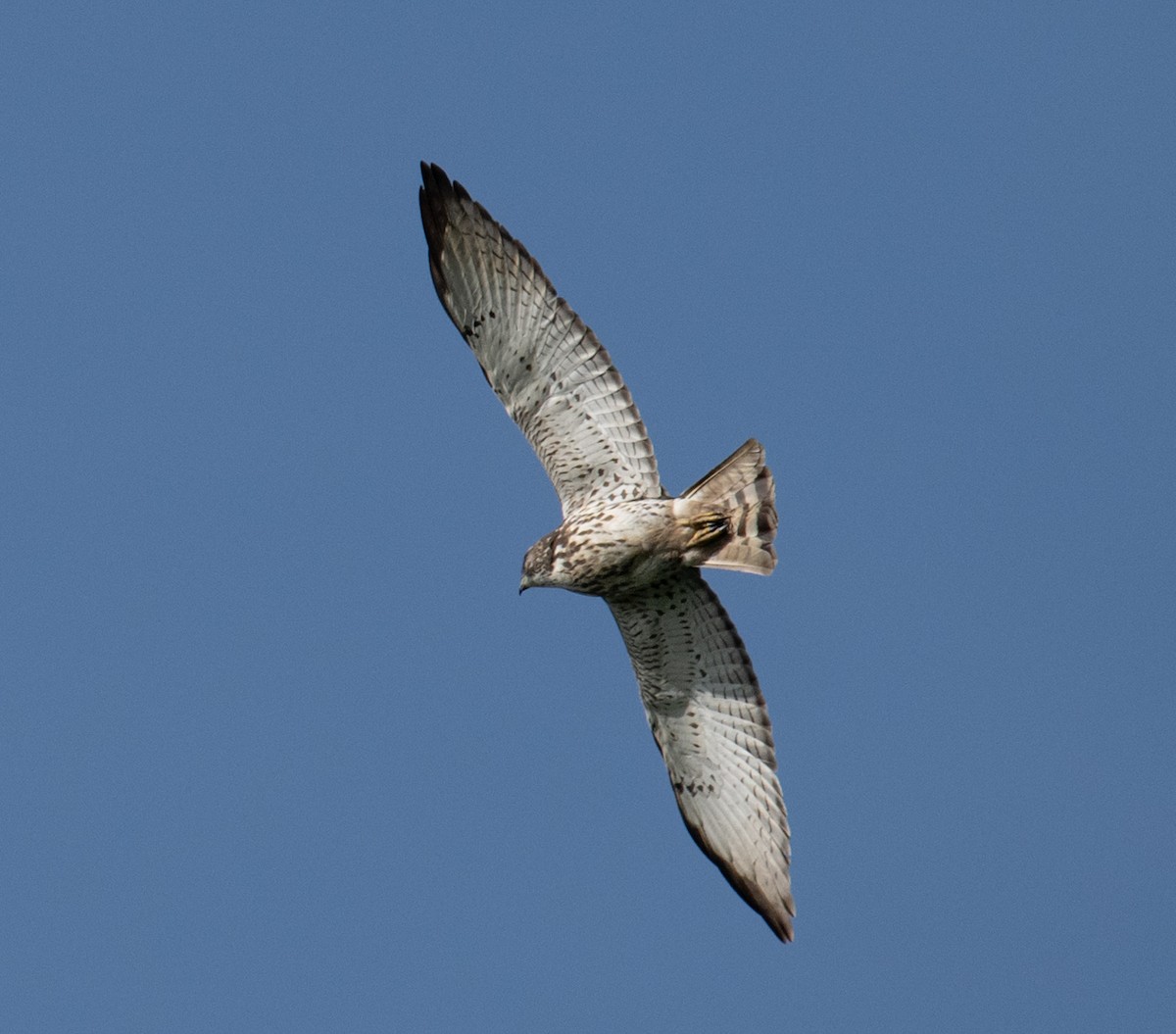 Broad-winged Hawk - Patti Koger